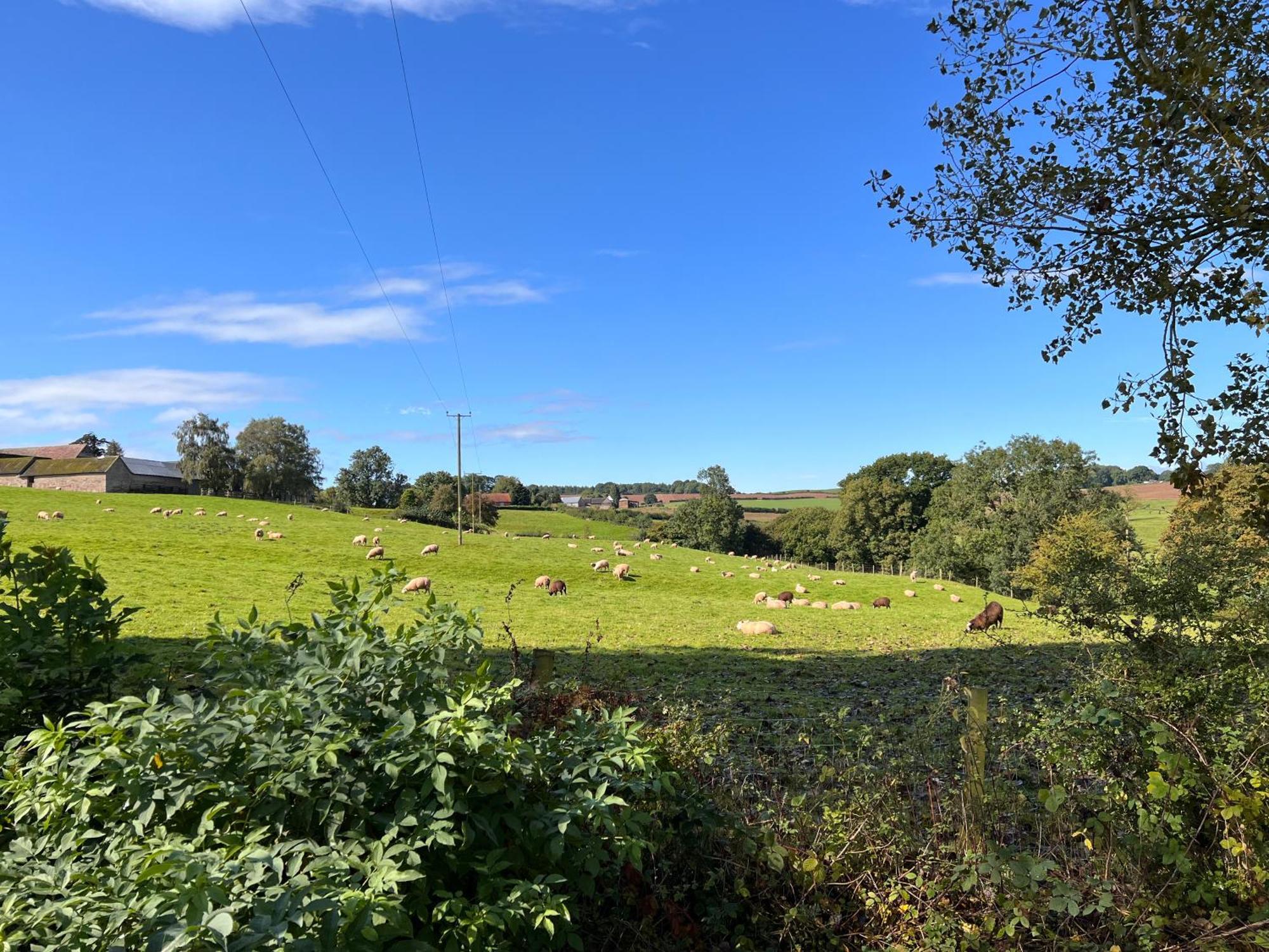 Beautiful Cabins In Herefordshire Countryside Ngoại thất bức ảnh